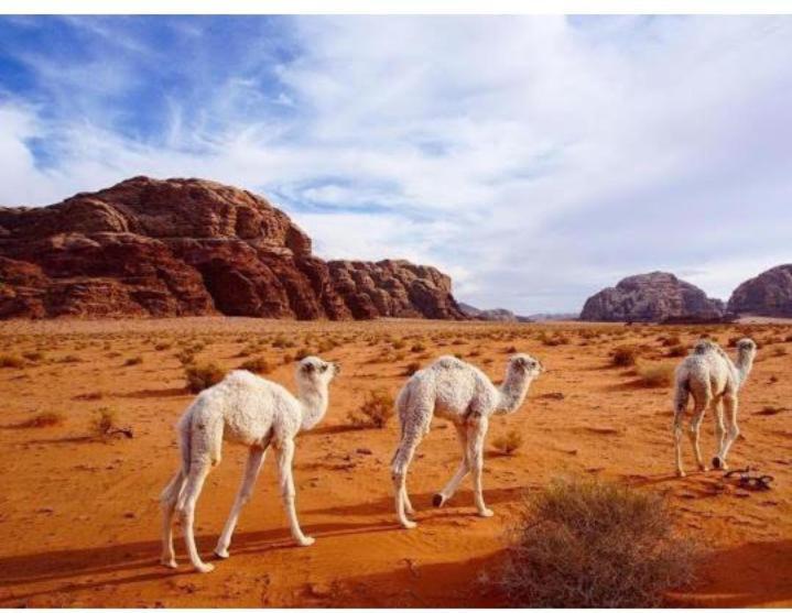 Hotel Star Magic Camp à Wadi Rum Extérieur photo